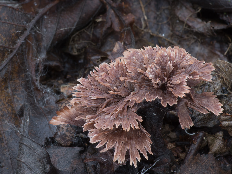 Thelephora caryophyllea